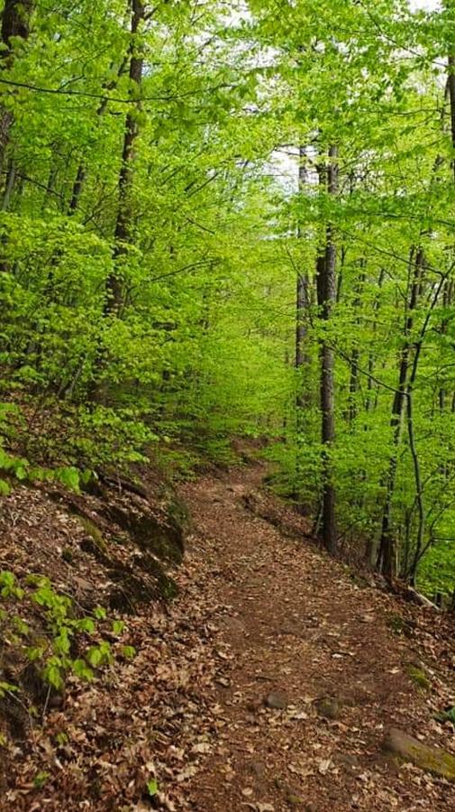 Ferienwohnungen im Herzen des Pfälzerwaldes Elmstein Exterior foto